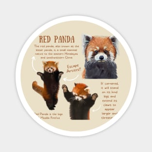 Animal Facts - Red Panda Magnet